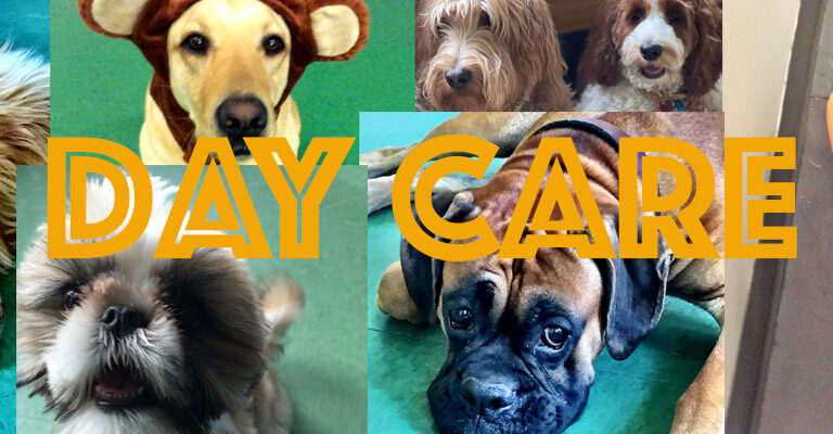 Dog Daycare Services - Upper West Side - Dog Days of NY