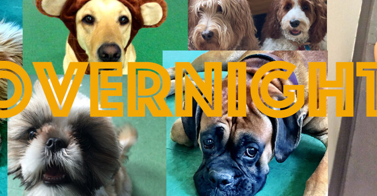 Visual Reference: Dog Overnight Services Upper West Side