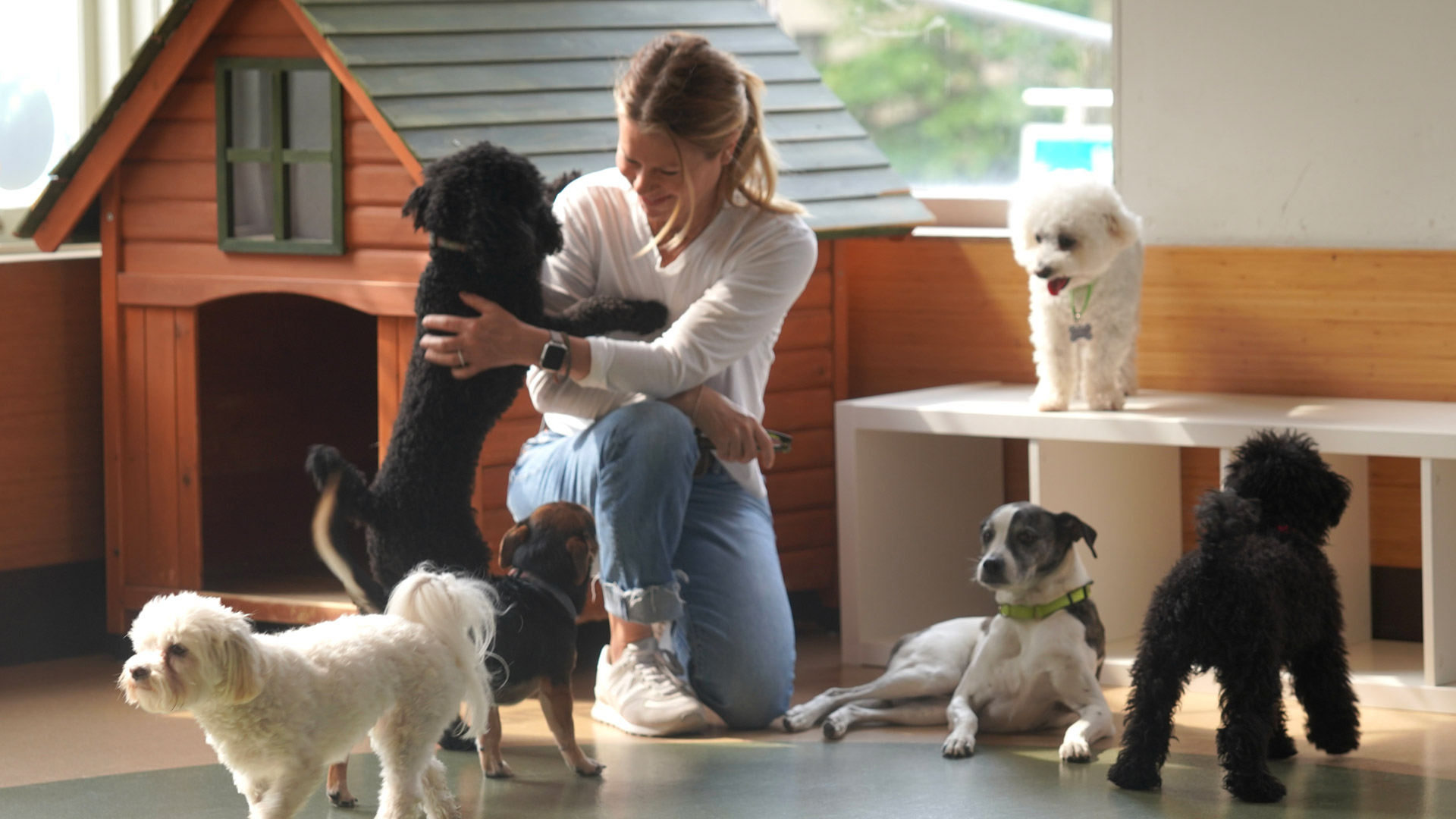Dog Days of new York Dog Daycare on the Upper West Side
